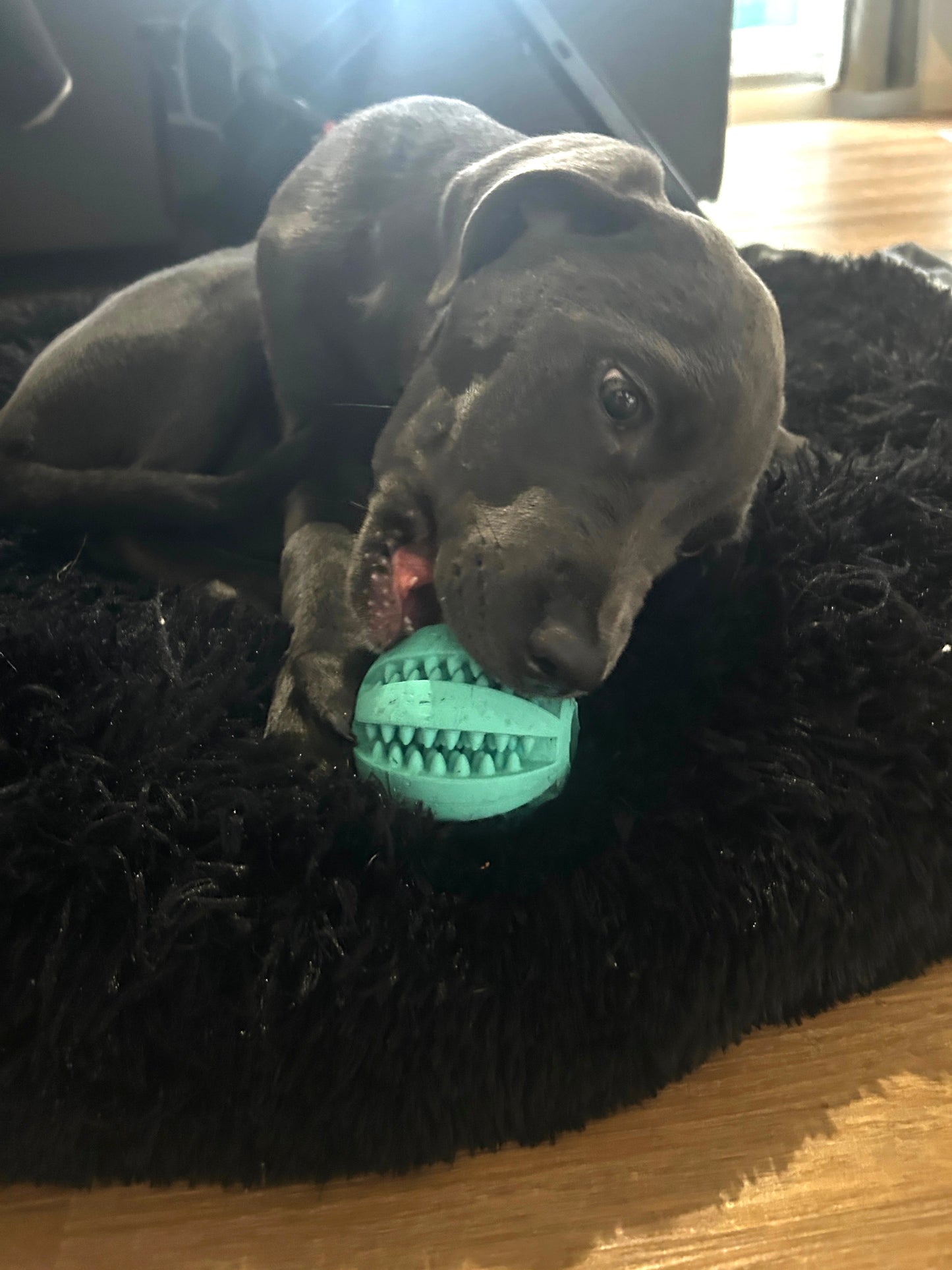 Fourpaw® Snackball