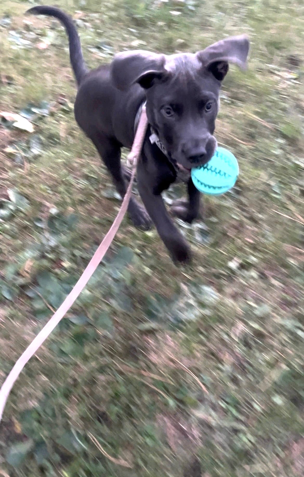 Fourpaw® Snackball