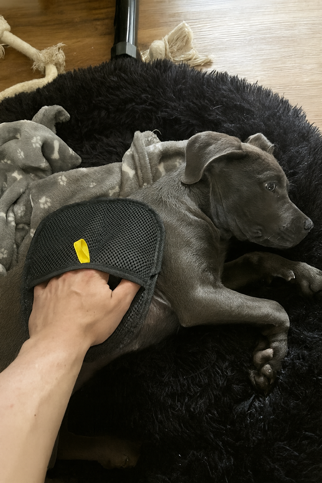 Fourpaw® Hair Remover