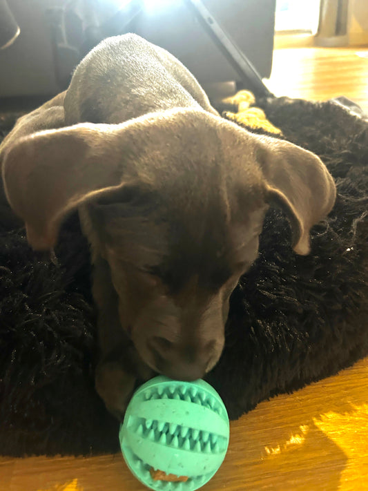Fourpaw® Snackball